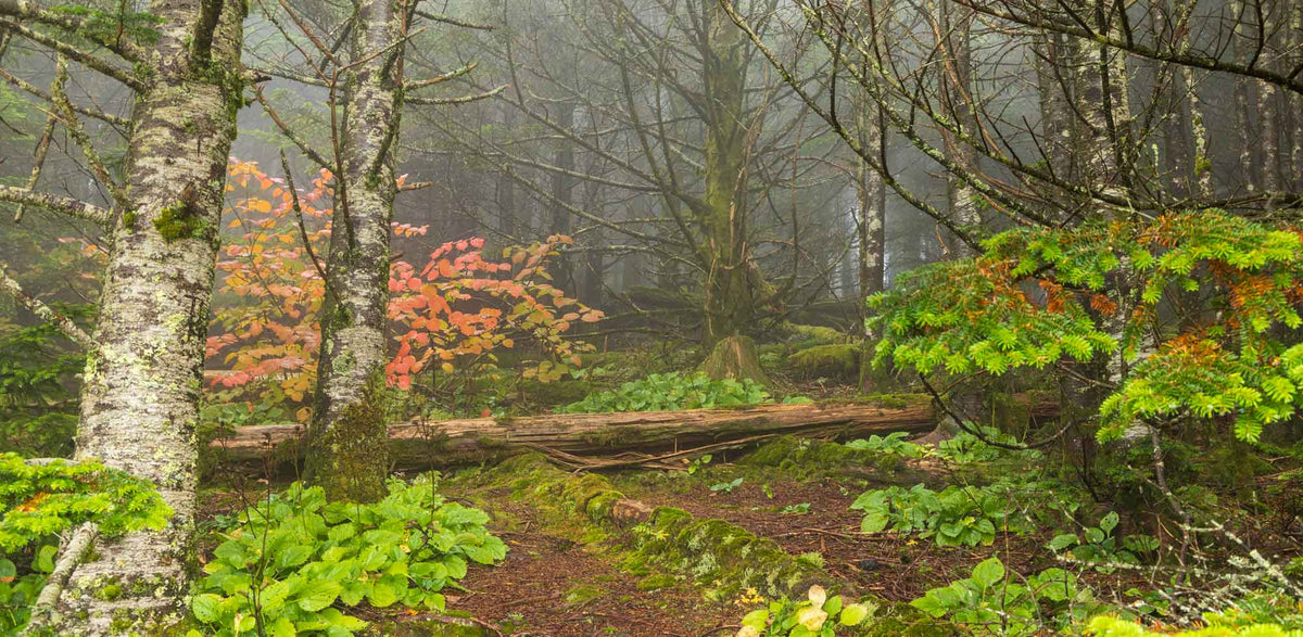 GSM NP Kuwohi Trail- Tennessee TR456   | National Parks Edition-Reptile Enclosure Backgrounds