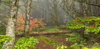 GSM NP Kuwohi Trail- Tennessee TR456   | National Parks Edition-Reptile Enclosure Backgrounds