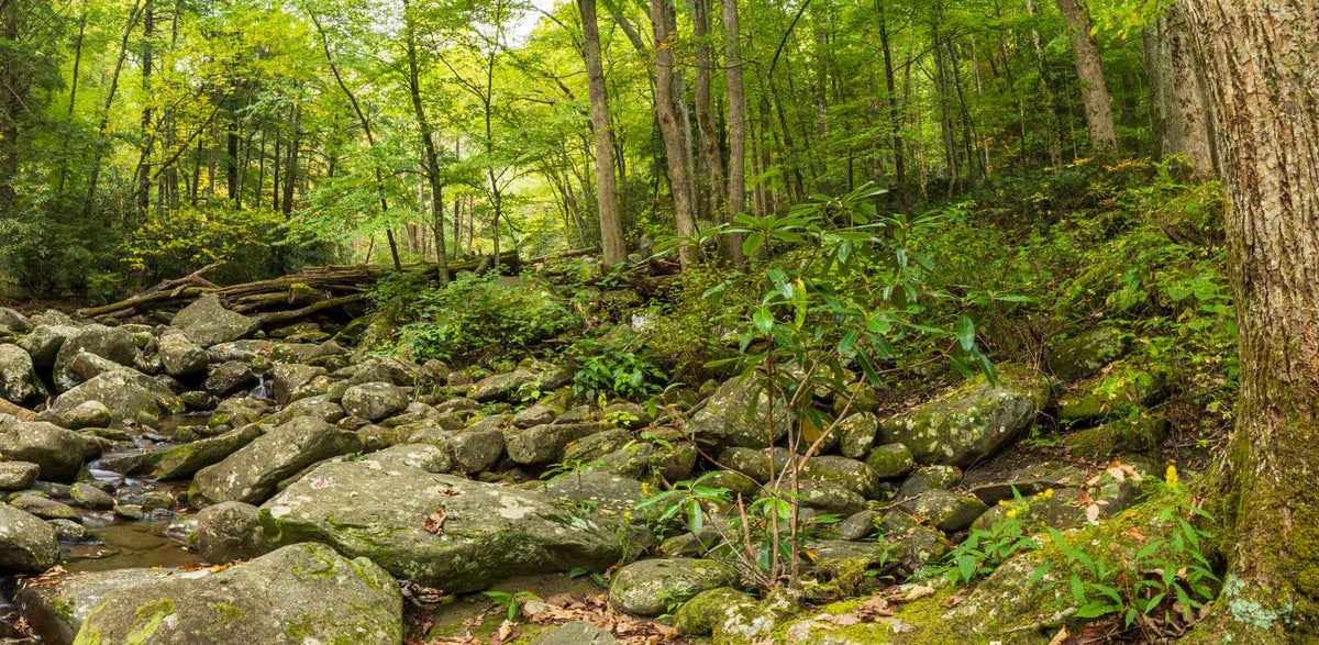 GSM NP Little Pigeon River- Tennessee TR480   | National Parks Edition-Reptile Enclosure Backgrounds