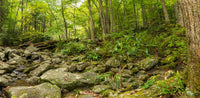 GSM NP Little Pigeon River- Tennessee TR480   | National Parks Edition-Reptile Enclosure Backgrounds