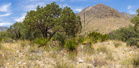 Guadalupe Mtns NP- Texas TR732 | National Parks Edition-Reptile Enclosure Backgrounds