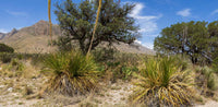 Guadalupe Mtns NP- Texas TR746 | National Parks Edition-Reptile Enclosure Backgrounds