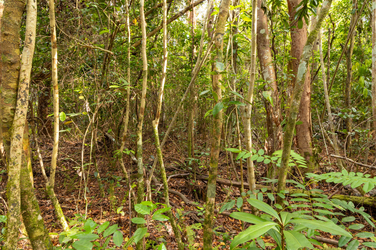 Florida-Gumbo Limbo Trail-Everglades NP | Reptile Enclosure Backgrounds