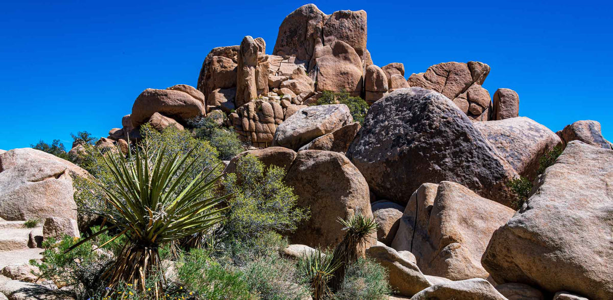 Joshua Tree NP- CA Springtime | Reptile Enclosure Backgrounds