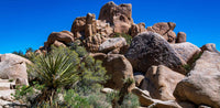 Joshua Tree NP- CA Springtime | Reptile Enclosure Backgrounds