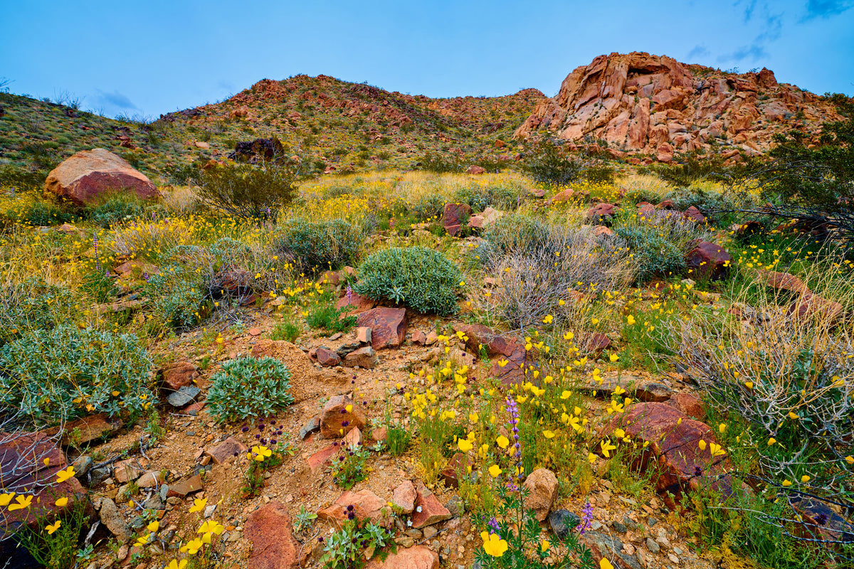 California- Joshua Tree Super Bloom | Reptile Enclosure Backgrounds