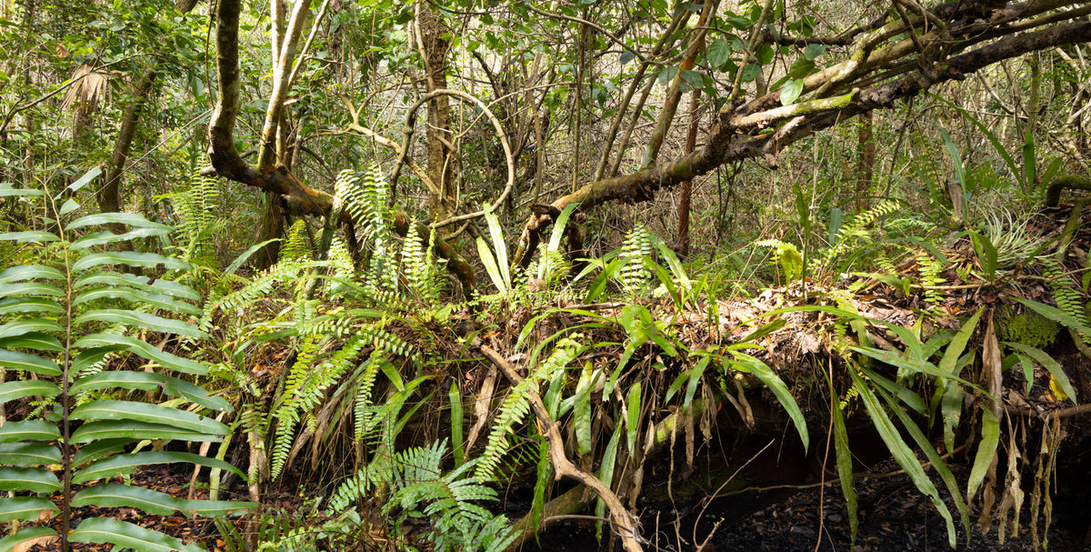 Florida-Mahogany Hammocks-Everglades NP | Reptile Enclosure Backgrounds