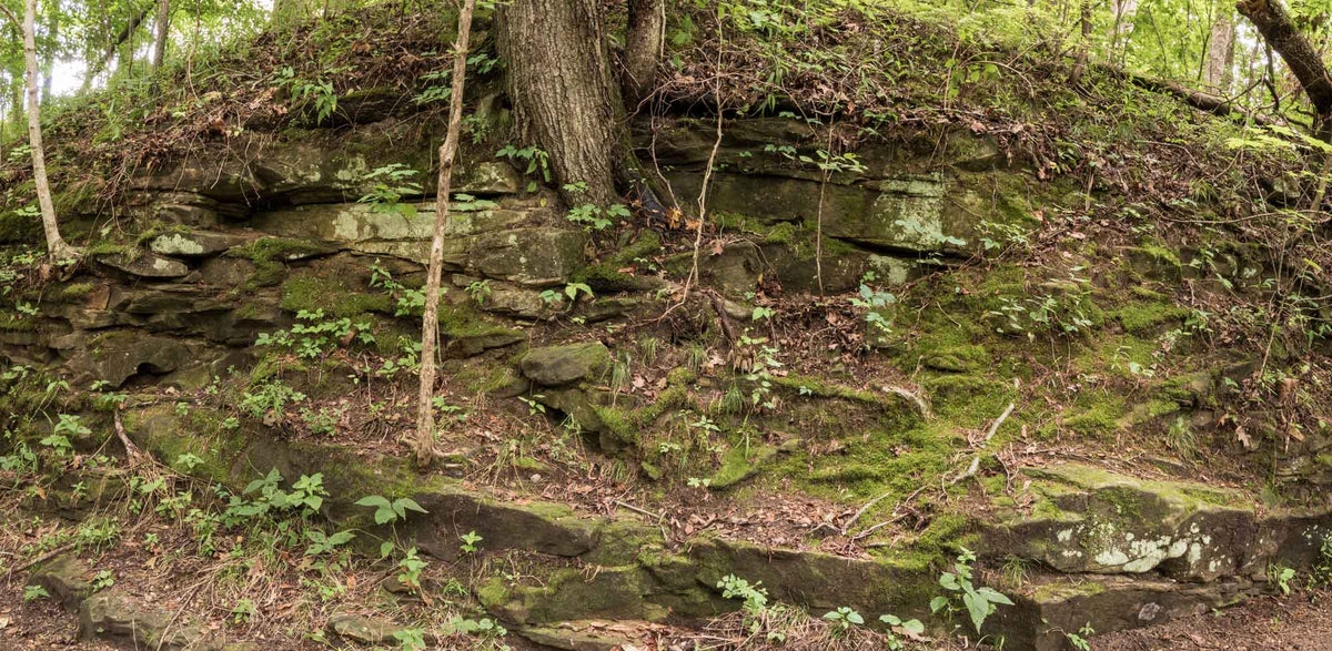 Mammoth Cave NP- Kentucky TR306 | National Parks Edition-Reptile Enclosure Backgrounds
