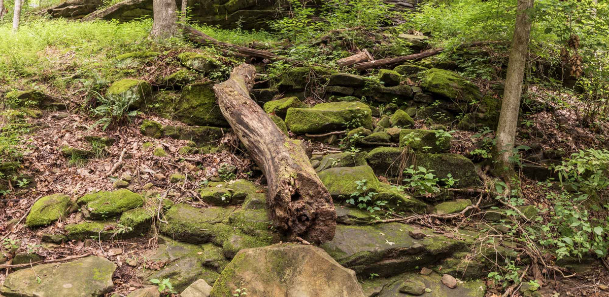 Mammoth Cave- NP- Kentucky TR310 | National Parks Edition-Reptile Enclosure Backgrounds