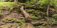 Mammoth Cave- NP- Kentucky TR310 | National Parks Edition-Reptile Enclosure Backgrounds