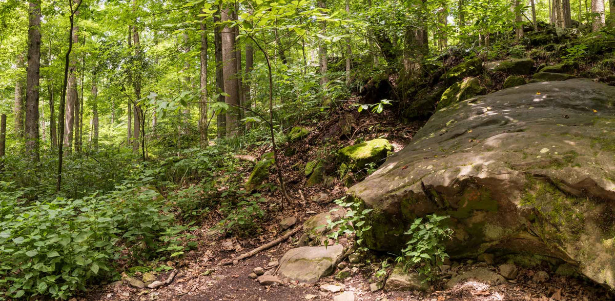 Mammoth Cave NP- Kentucky TR320 | National Parks Edition-Reptile Enclosure Backgrounds