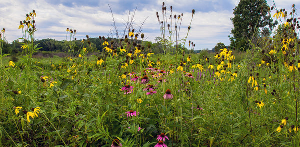 Midwest - Prairie reptile enclosure background.   Yellow and purple Cone flowers in bloom.