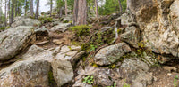Mount Rushmore NM- South Dakota TR355   | National Parks Edition-Reptile Enclosure Backgrounds