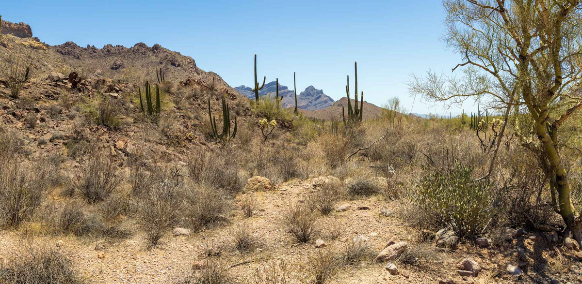 Organ Pipe NM-Arizona Palo Verde TR686 | National Parks Edition-Reptile Enclosure Backgrounds