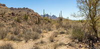 Organ Pipe NM-Arizona Palo Verde TR686 | National Parks Edition-Reptile Enclosure Backgrounds