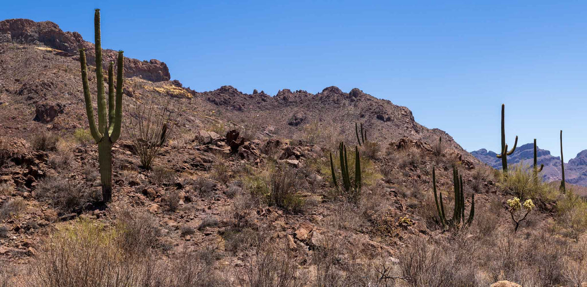 Organ Pipe NM-Arizona Saguaros TR692 | National Parks Edition-Reptile Enclosure Backgrounds