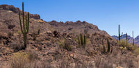 Organ Pipe NM-Arizona Saguaros TR692 | National Parks Edition-Reptile Enclosure Backgrounds