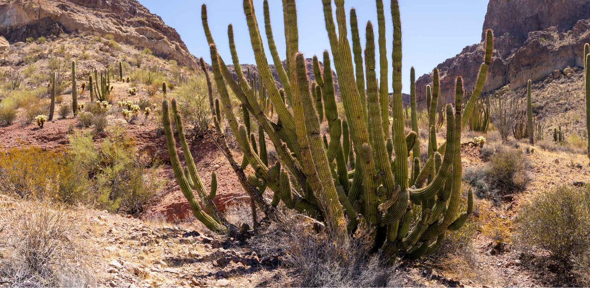 Organ Pipe NM-Arizona TR660 | National Parks Edition-Reptile Enclosure Backgrounds