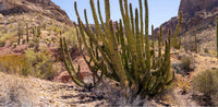Organ Pipe NM-Arizona TR660 | National Parks Edition-Reptile Enclosure Backgrounds