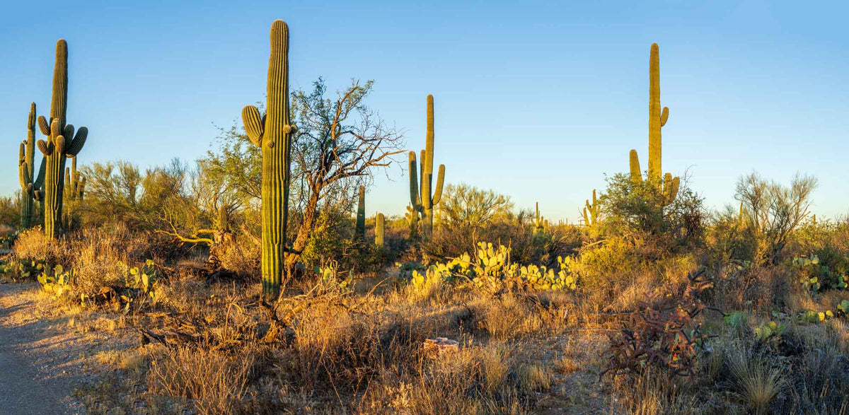 Saguaro NP- Arizona #129 | National Parks Edition-Reptile Enclosure Backgrounds