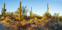 Saguaro NP- Arizona #129 | National Parks Edition-Reptile Enclosure Backgrounds