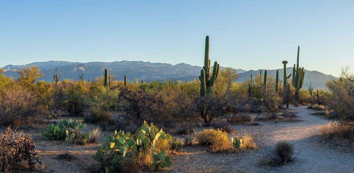 Saguaro NP- East Cactus Loop-Arizona | National Parks Edition-Reptile Enclosure Backgrounds