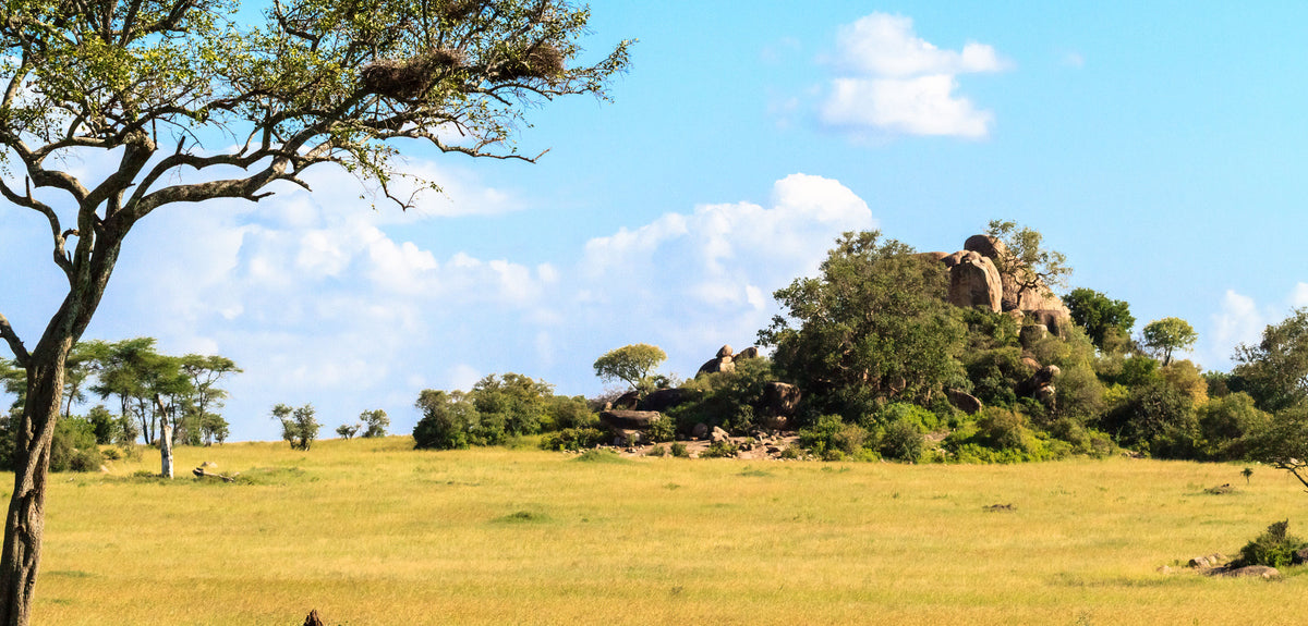 Africa -Tanzania | Reptile Enclosure Backgrounds