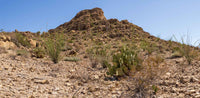 Big Bend NP- Texas TR111 | National Parks Edition Reptile Enclosure Backgrounds