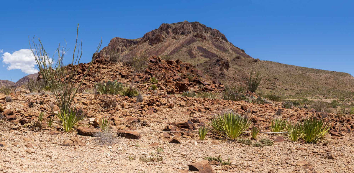 Big Bend NP- Texas TR118 | National Parks Edition- Reptile Enclosure Backgrounds