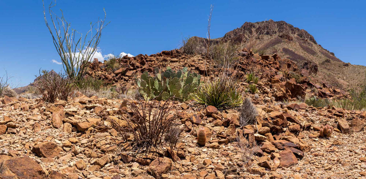 Big Bend NP- Texas TR120 | National Parks Edition- Reptile Enclosure Backgrounds