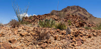 Big Bend NP- Texas TR120 | National Parks Edition- Reptile Enclosure Backgrounds