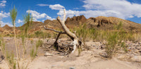 Big Bend NP- Texas TR103 | National Parks Edition- Reptile Enclosure Backgrounds