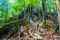 Thailand- Tree Roots | Reptile Enclosure Backgrounds