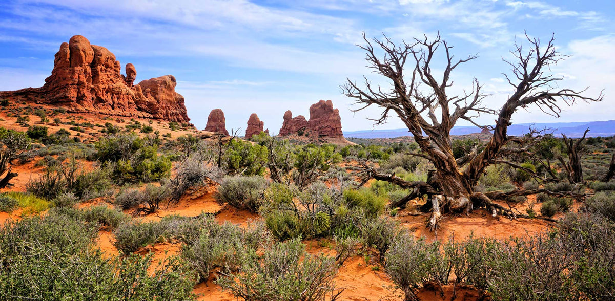 Utah-Arches National Park | Reptile Enclosure Backgrounds