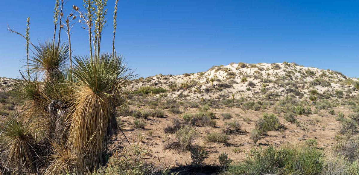 White Sands NP- New Mexico- Ecotone TR722 | National Parks Edition-Reptile Enclosure Backgrounds