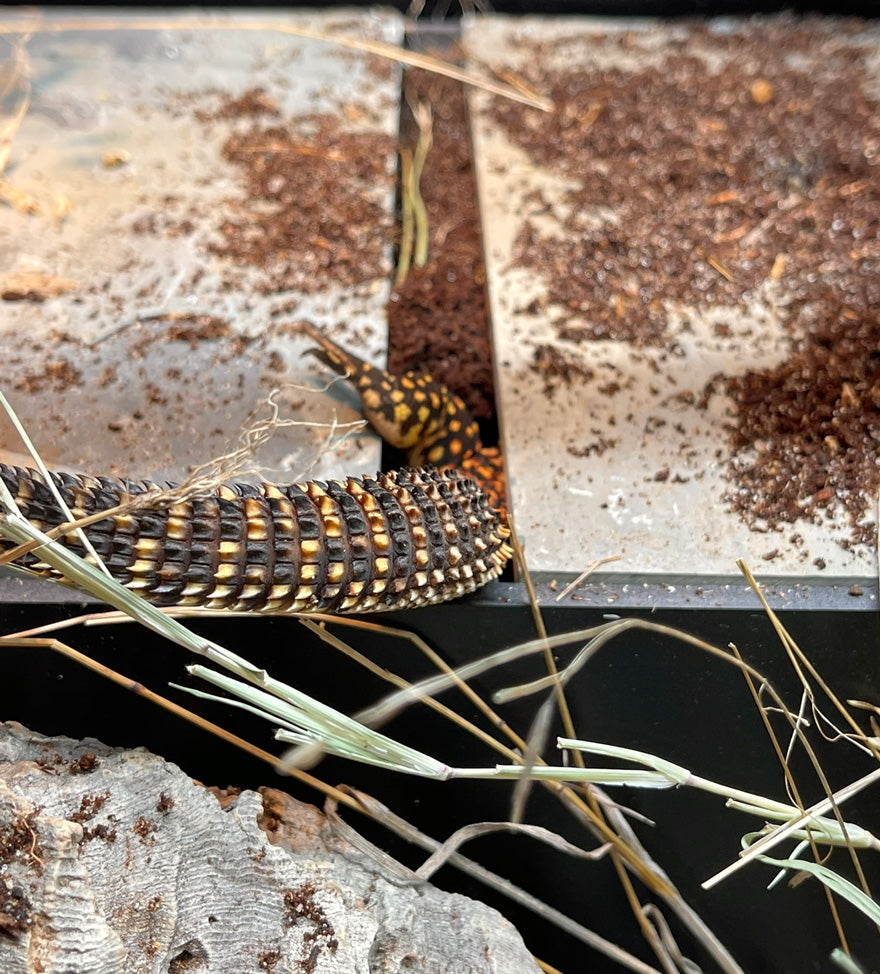 Bask-N-Nest | Reptile Nest Box | Reptile Basking Platform – Toad Ranch