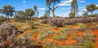Australia-Flowering Desert | Reptile Enclosure Backgrounds