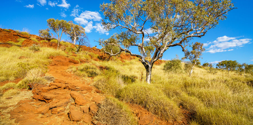 Destinations | Australia-Joffre Gorge   | Reptile Enclosure Backgrounds