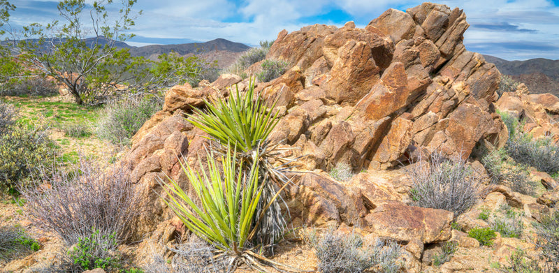 Destinations | California-Joshua Rock Formation | Reptile Enclosure Backgrounds