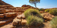 Toad Ranch Destinations reptile enclosure backgrounds featuring Kings Canyon Australia