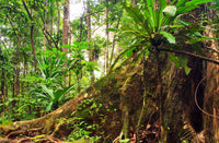 Madagascar- Masoala NP. Tree Roots | Reptile Enclosure Backgrounds