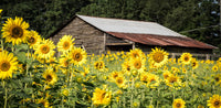 Weathered Barn | Reptile Enclosure Backgrounds