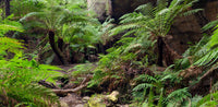 Australia NSW- Blue Mountains | Reptile Enclosure Backgrounds