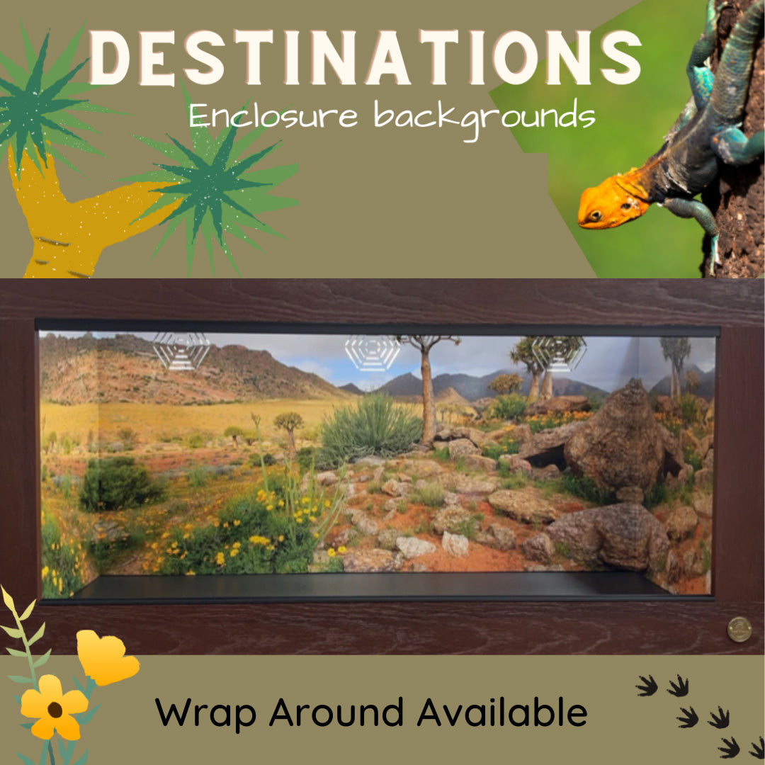Destinations |  South Africa- Quiver Trees | Reptile Enclosure Backgrounds