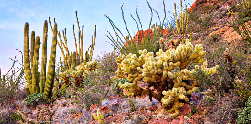 Reptile Enclosure Background with cactus and beautiful red rocks.